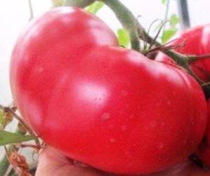 Томат «малиновый звон f1»: радует огородников стабильным урожаем