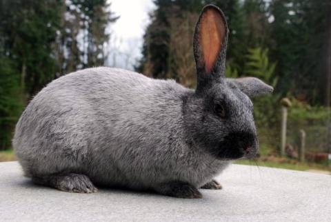 Декоративные кролики: породы и особенности содержания