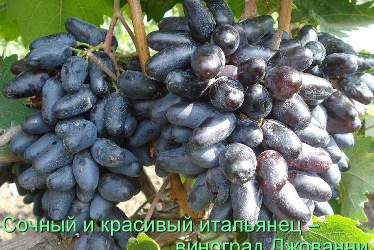 Сорт винограда ливия: характеристика, особенности посадки и ухода