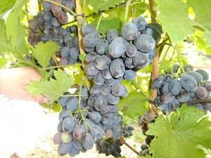 Виноград настя — один из лучших ранних столовых сортов