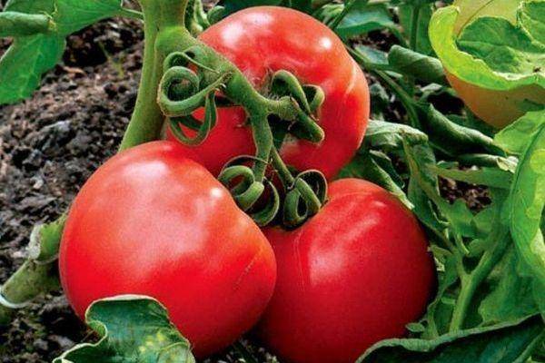 Характеристика и описание сорта томата король гигантов, его урожайность
