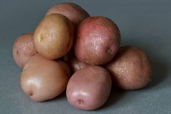 Описание сорта картофеля Романо, особенности выращивания и ухода