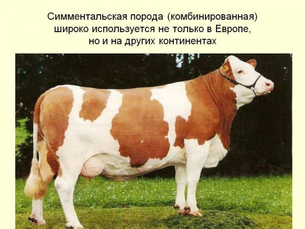 Холмогорская порода коров: описание, характеристика