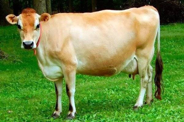 Характеристики холмогорской породы коров, рождаемость и качество молока