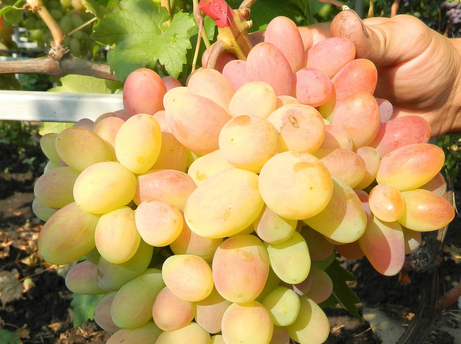 Виноград тимур: описание сорта с характеристикой и отзывами