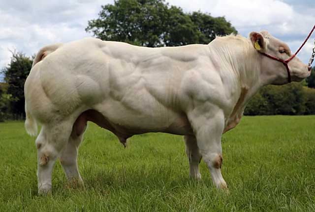 Описание и характеристики коров бельгийской голубой породы, их содержание
