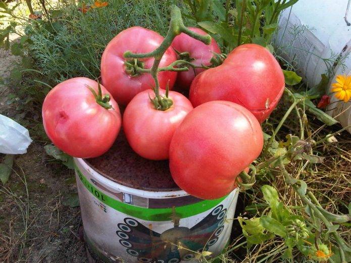 Крупноплодный деликатесный сорт томата «малиновый рай»: фото, отзывы, описание, характеристика, урожайность