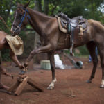 Подковы для лошадей — зачем нужны, какие есть виды, как подковать