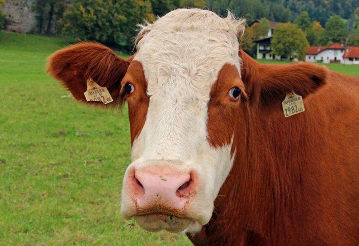 Кровь в молоке у коровы: причины, лечение