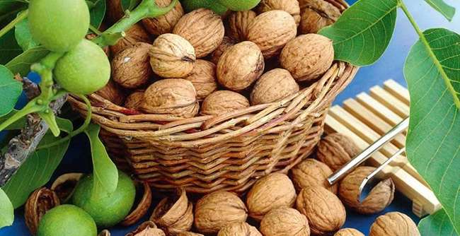 Нюансы плодоношения грецкого ореха: когда созревает урожай и как его собирать?