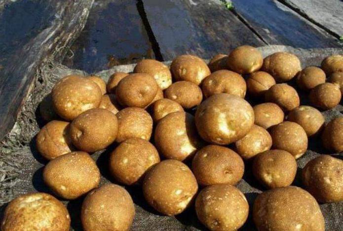 Генномодифицированный сорт картофеля «киви» : характеристика, описание сорта, фото