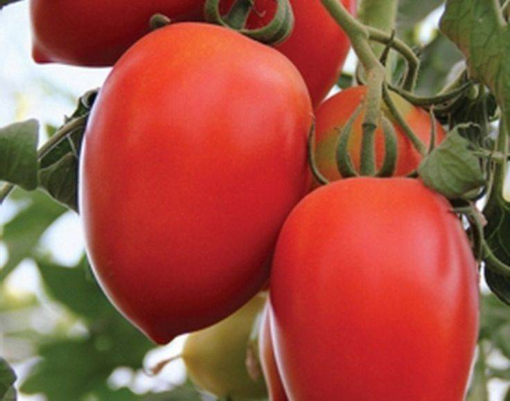 Идеальный для консервации сорт томата «каспар f1»: описание, характеристика, посев на рассаду, подкормка, урожайность, фото, видео и самые распространенные болезни томатов