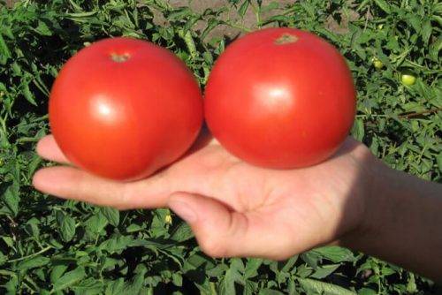 Гибридный томат «белла роса» и как его правильно выращивать