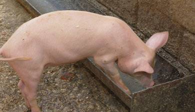 Как правильно кормить свиней для быстрого роста в домашних условиях