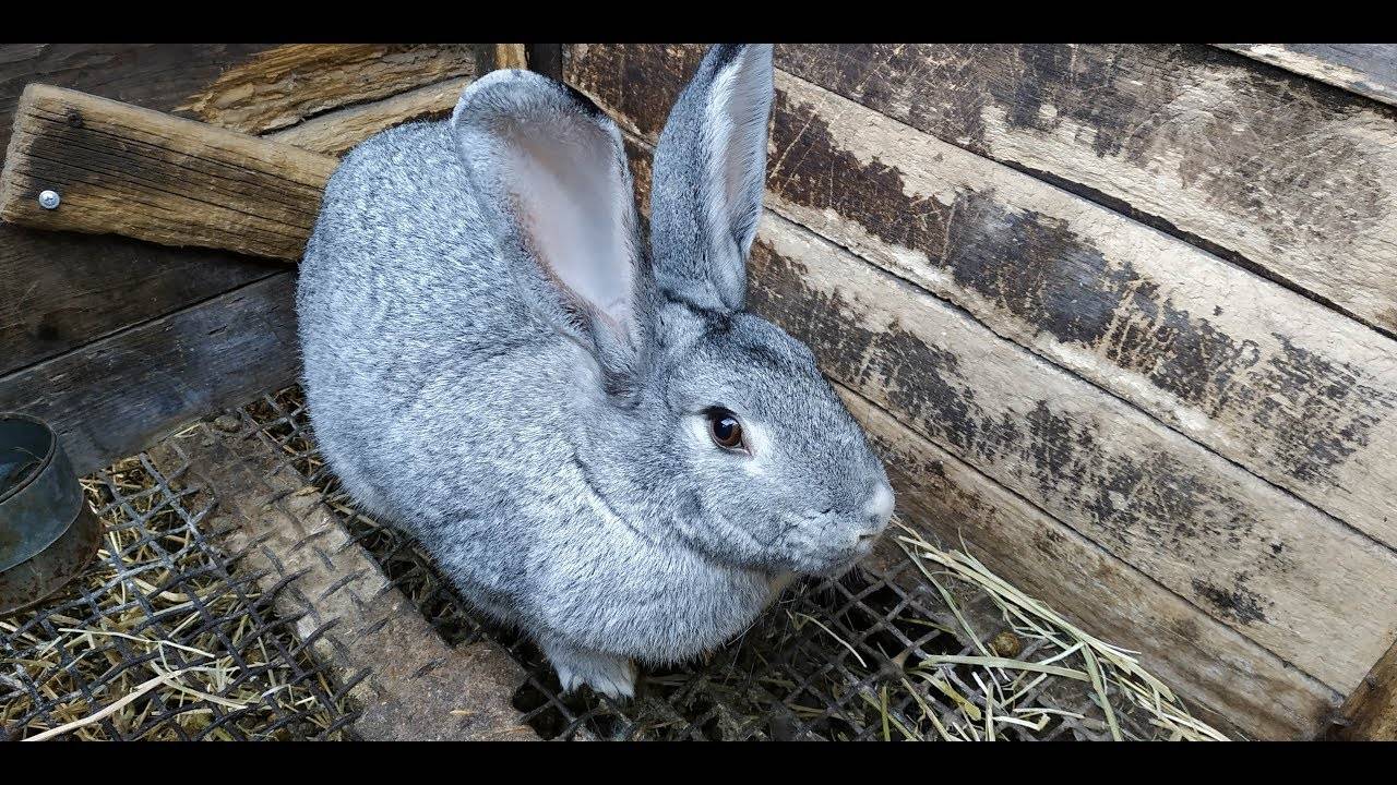 Особенности спаривания и случки кроликов