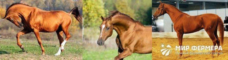 Характеристика и правила содержания лошадей буденновской породы и их цена