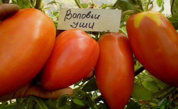 Характеристика и описание сорта томата Воловьи уши, его урожайность