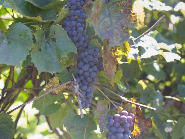 Инструкция по применению фунгицида «топаз» для обработки винограда весной и осенью и сроки ожидания