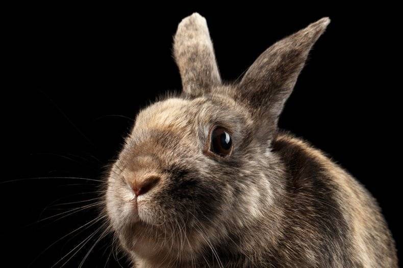 Почему у кролика отказали лапы: причины и лечение