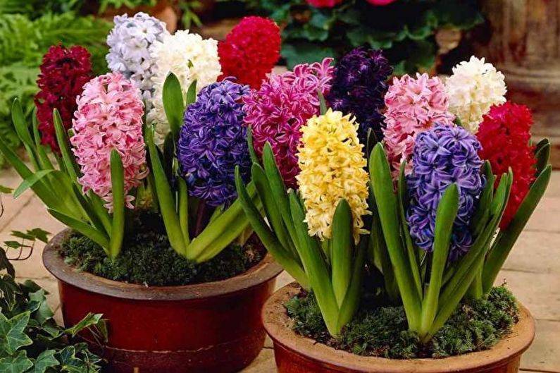 Цветы гиацинты: описание, выращивание и фото