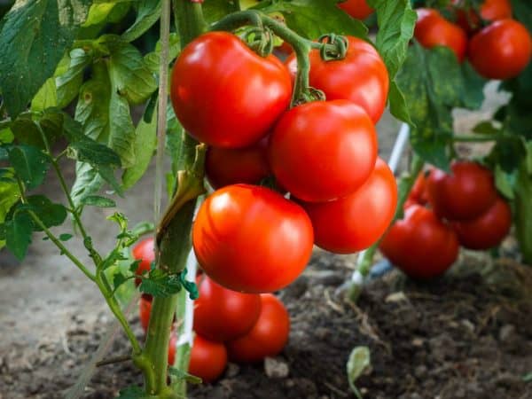 Пинк буш: описание сорта розовых томатов, отзывы и особенности выращивания
