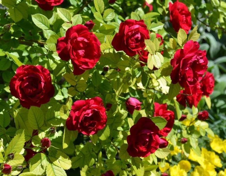 Прекрасная плетистая роза фламентанц — описание, фото цветка, правила ухода