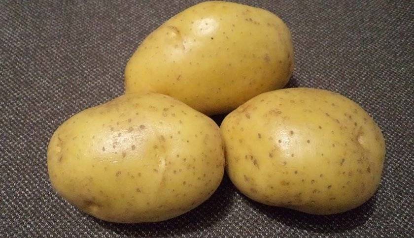 Подробное описание картофеля джувел: пошаговая инструкция по выращиванию и другие практические рекомендации
