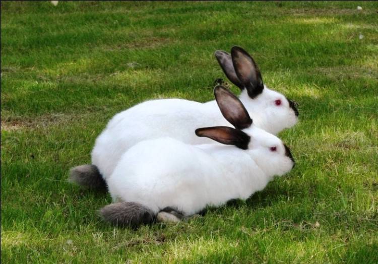 Кролики породы серый великан: характеристика, уход, содержание и разведение
