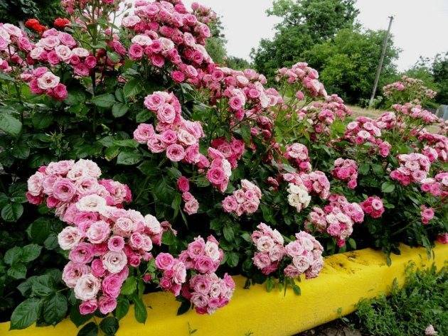 Описание сортов Бордюрных роз, посадка, выращивание и уход в саду