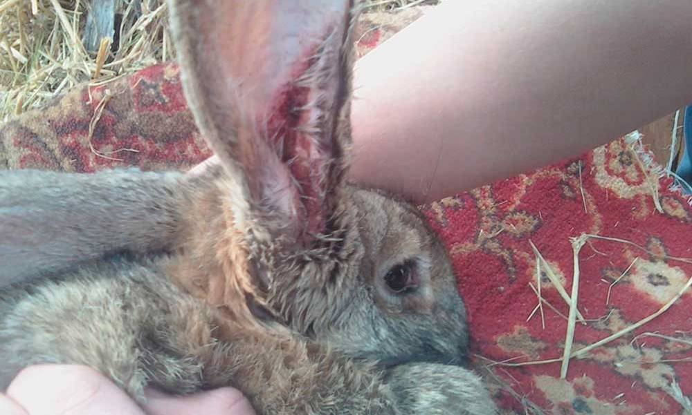 Ушной клещ у кроликов лечение в домашних условиях