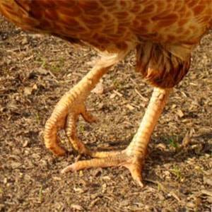 Обзор болезней ног у кур и петухов, а также методы их лечения