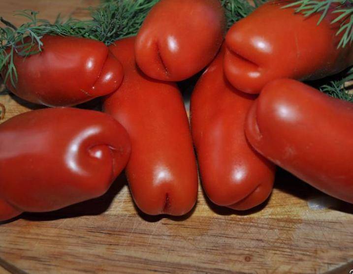 Обзор самых лучших сортов грунтовых томатов: ранние, сладкие, урожайные