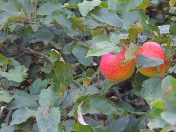 Яблоня августа — подробная характеристика сорта