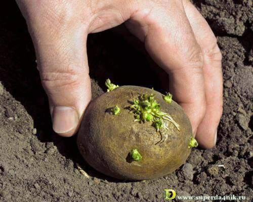 Как правильно посадить картофель, чтобы получить хороший урожай?