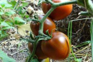 Описание и урожайность сорта томата зефир в шоколаде