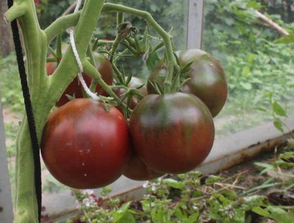 Подборка сладких черных сортов томатов