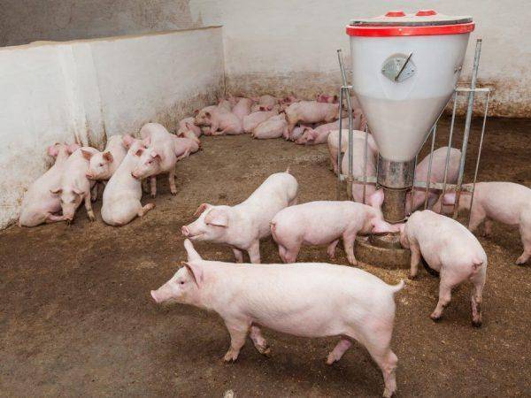 Сколько можно держать свиней в личном подсобном хозяйстве, нормы и требования