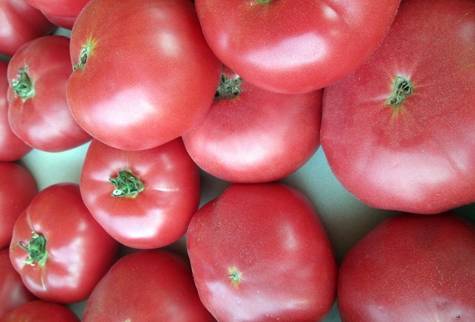 Характеристика и описание сорта томата Розовая стелла, его урожайность