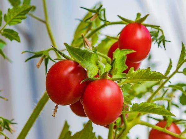 Подкормка огурцов, томатов и перца дрожжами: отзывы и лучшие рецепты