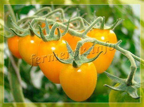 Как ухаживать за помидорами черри: советы по выращиванию, полезные свойства и варианты применения томатов (95 фото)