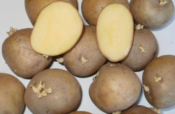 Картофель каратоп: особенности сорта