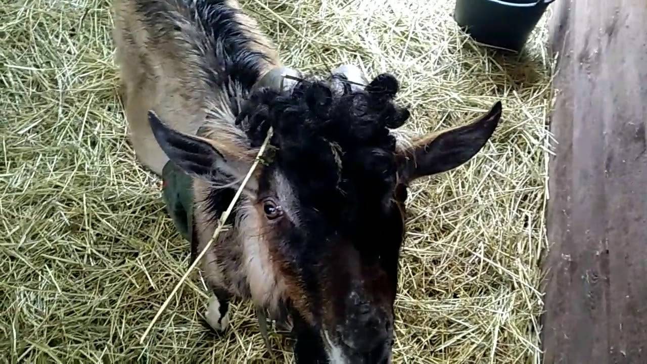 У кошки шишки по всему телу: причины, последствия.