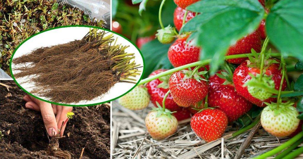 Рассада клубники фриго – как правильно посадить и выращивать в открытом грунте