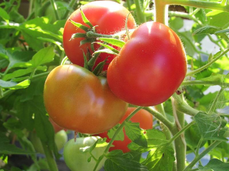 Характеристика и описание сорта томата Москвич, его урожайность