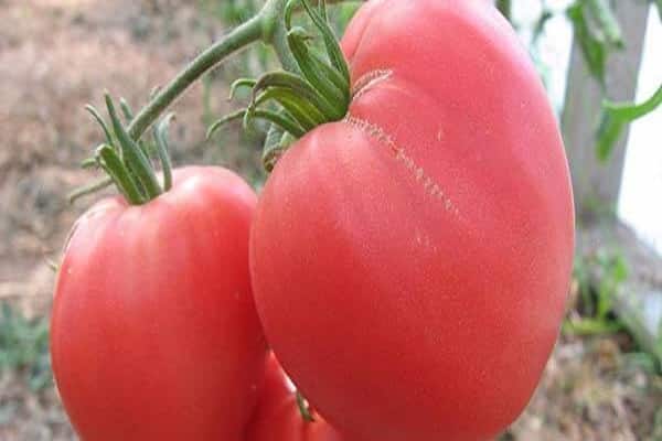 Описание сорта томата Душа Сибири, его характеристика и урожайность