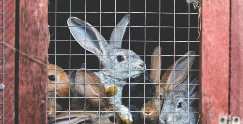 Нюансы содержания кроликов в клетках, плюсы и минусы для начинающих