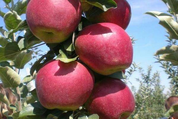 Яблоня «мантет»: описание сорта и его преимущества