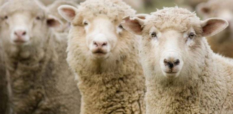 Первые симптомы и правила лечения болезней у овец