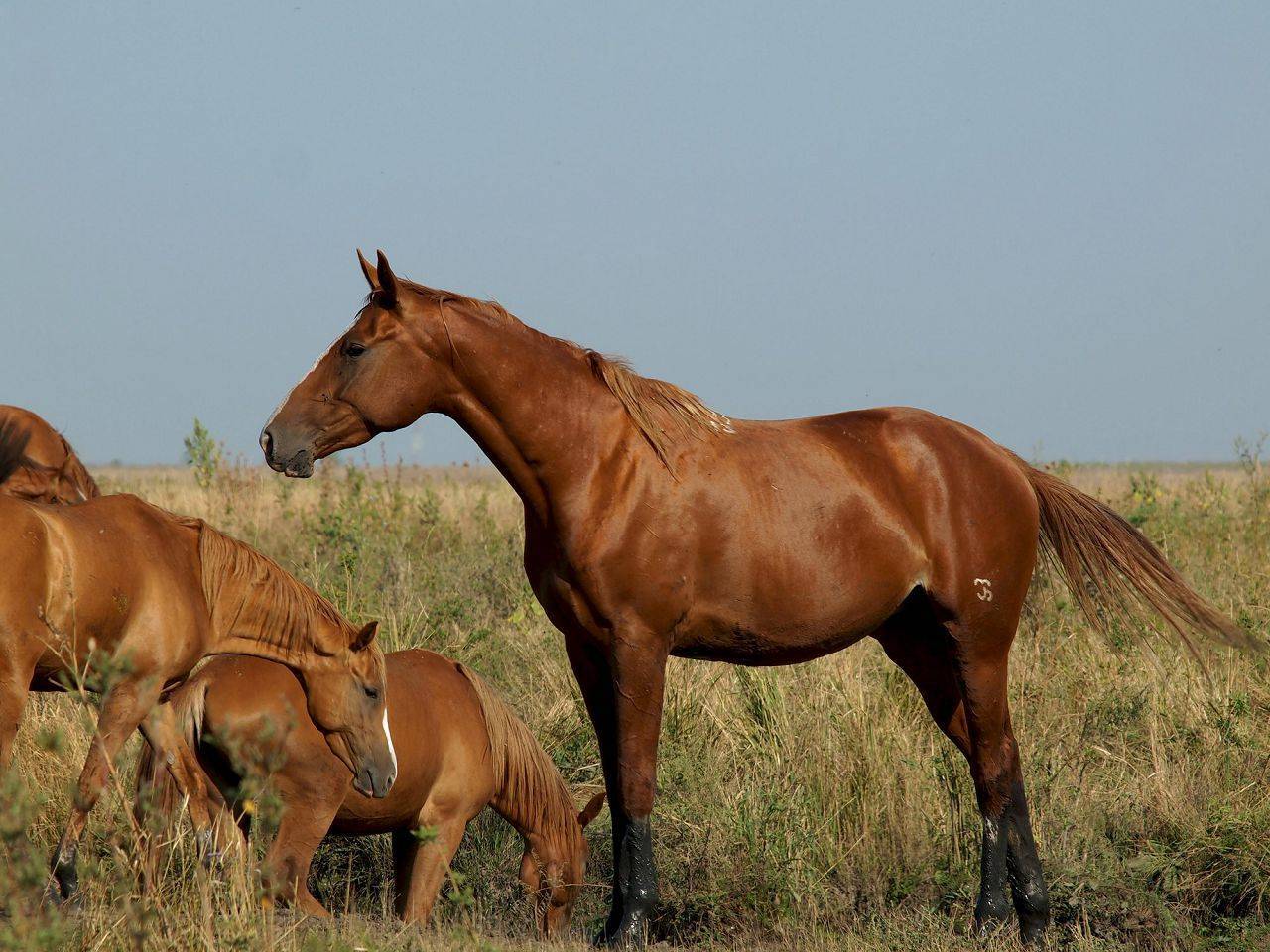 Буденновская порода лошадей табун 201610000