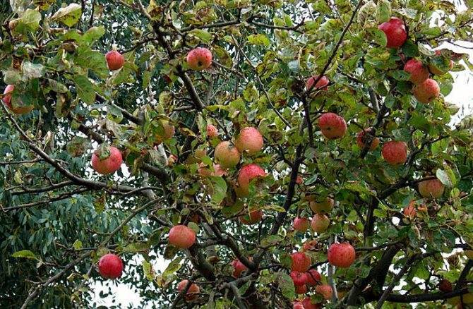 Раннеспелый сорт яблони коробовка